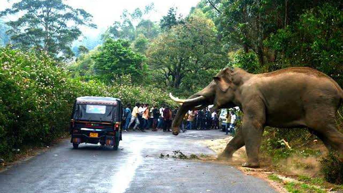 Running Into Elephants In The Open Corridors Of Munnar The Hindu